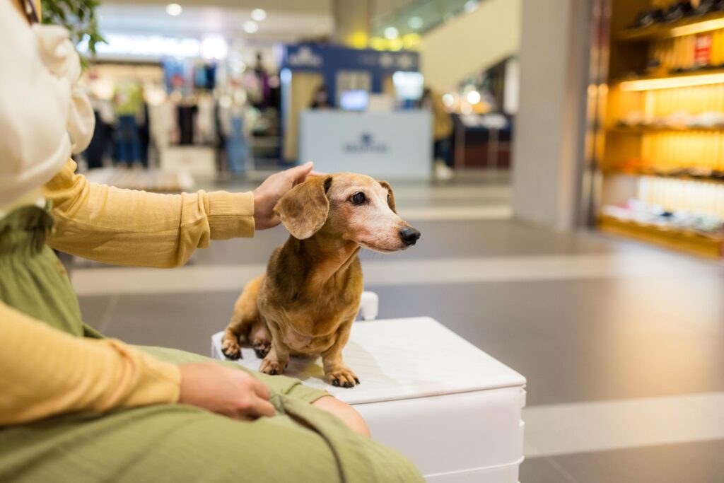 Taking Pets Outdoors Responsibly_ What Pet Owners Should Consider in Shared Public Spaces